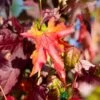 Liquidamber Styraciflua Sweet Gum Tree 7.5Ltr Pot (NL)