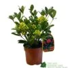 Skimmia Japonica 'Temptation' 2Ltr Pot (NL) -Garden Care Store 0000000398528