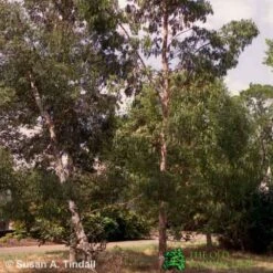 Eucalyptus 'Gunnii' 1.25m Tall (NL) -Garden Care Store 0000000415111 2