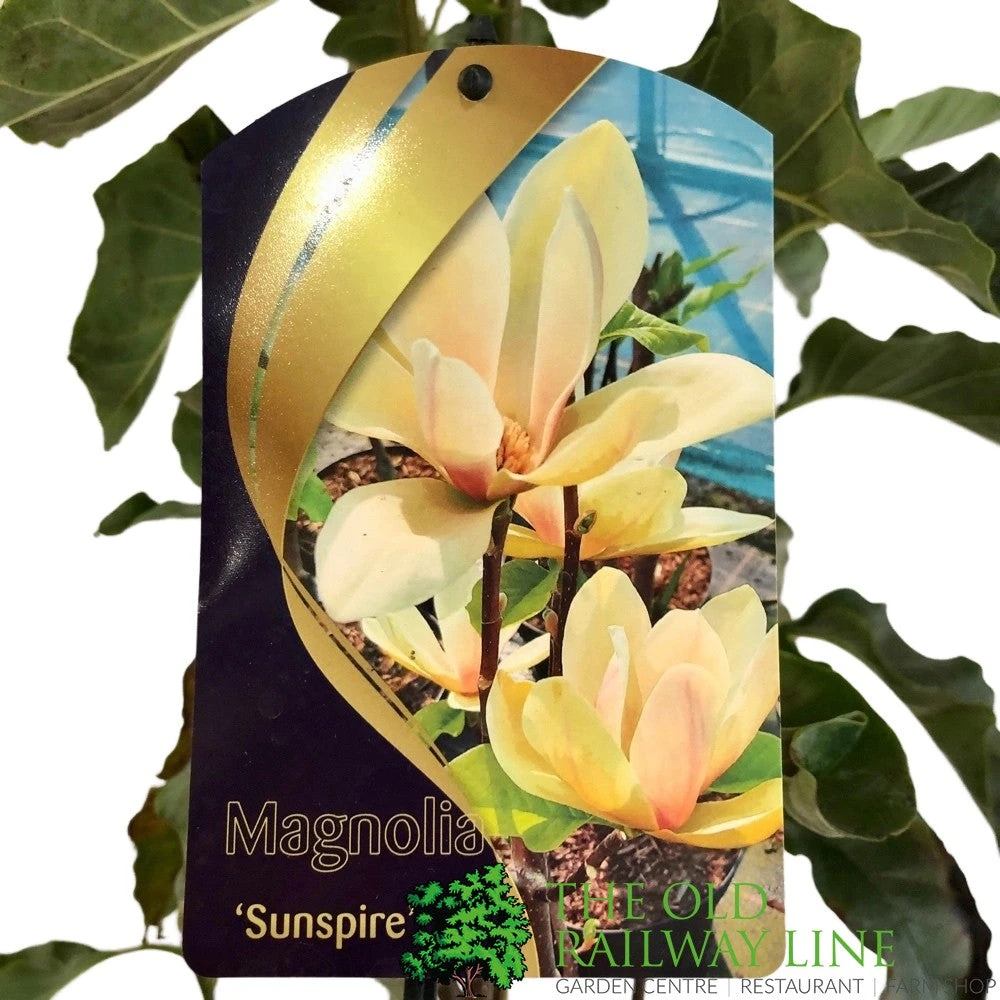 Magnolia 'Sunspire' 10Ltr Pot (NL) 4 Magnolia 'Sunspire' 10Ltr Pot (NL) - Image 2