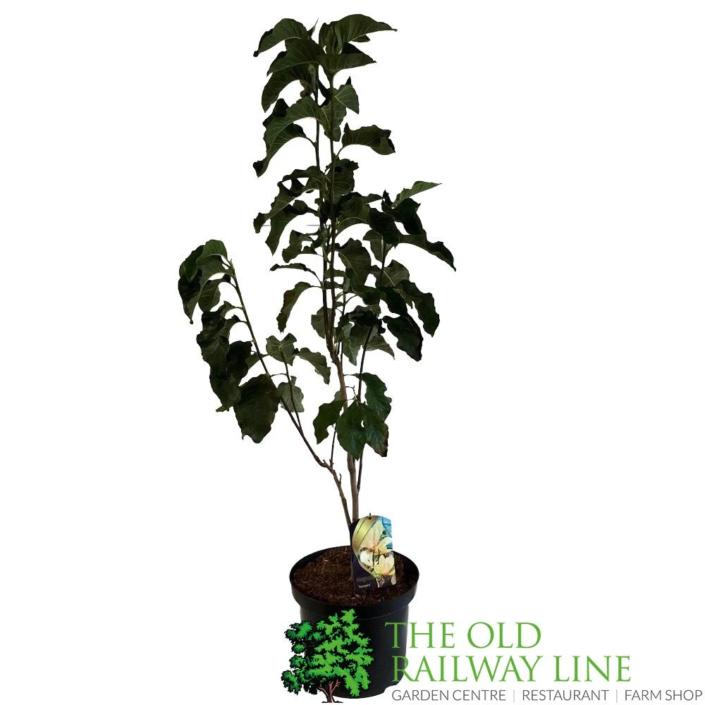 Magnolia 'Sunspire' 10Ltr Pot (NL) 3 Magnolia 'Sunspire' 10Ltr Pot (NL)