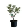 Euonymus Alatus 'Compactus' Plant 4Ltr Pot (NL) 1 Euonymus Alatus 'Compactus' Plant 4Ltr Pot (NL) -Garden Care Store 00000275