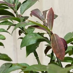Euonymus Alatus 'Compactus' Plant 4Ltr Pot (NL) 7 Euonymus Alatus 'Compactus' Plant 4Ltr Pot (NL) -Garden Care Store 00000275 3