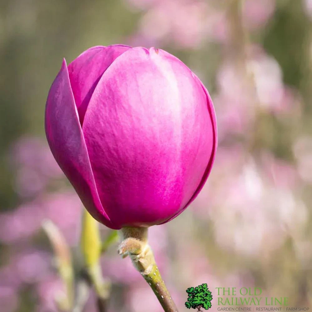 Magnolia 'Black Tulip' Tree 80cm Tall (NL) 3 Magnolia 'Black Tulip' Tree 80cm Tall (NL)