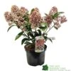 Skimmia Japonica 'Rubella' 3Ltr Pot (NL) -Garden Care Store 00000286