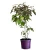 Callicarpa Bodinieri Var. Giraldii 'Profusion' Beauty Berry 50cm Tall(NL) -Garden Care Store 00000621