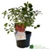 Cornus 'Midwinter Fire' Plant 3Ltr Pot (NL) -Garden Care Store 00001162