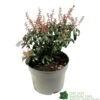Pieris 'Bonfire' Plant 2Ltr Pot -Garden Care Store 00001641
