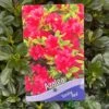 Azalea 'Geisha Red' Plant 3Ltr Pot (NL) -Garden Care Store 00001652