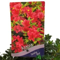 Azalea 'Geisha Red' Plant 3Ltr Pot (NL) 7 Azalea 'Geisha Red' Plant 3Ltr Pot (NL) -Garden Care Store 00001652 2