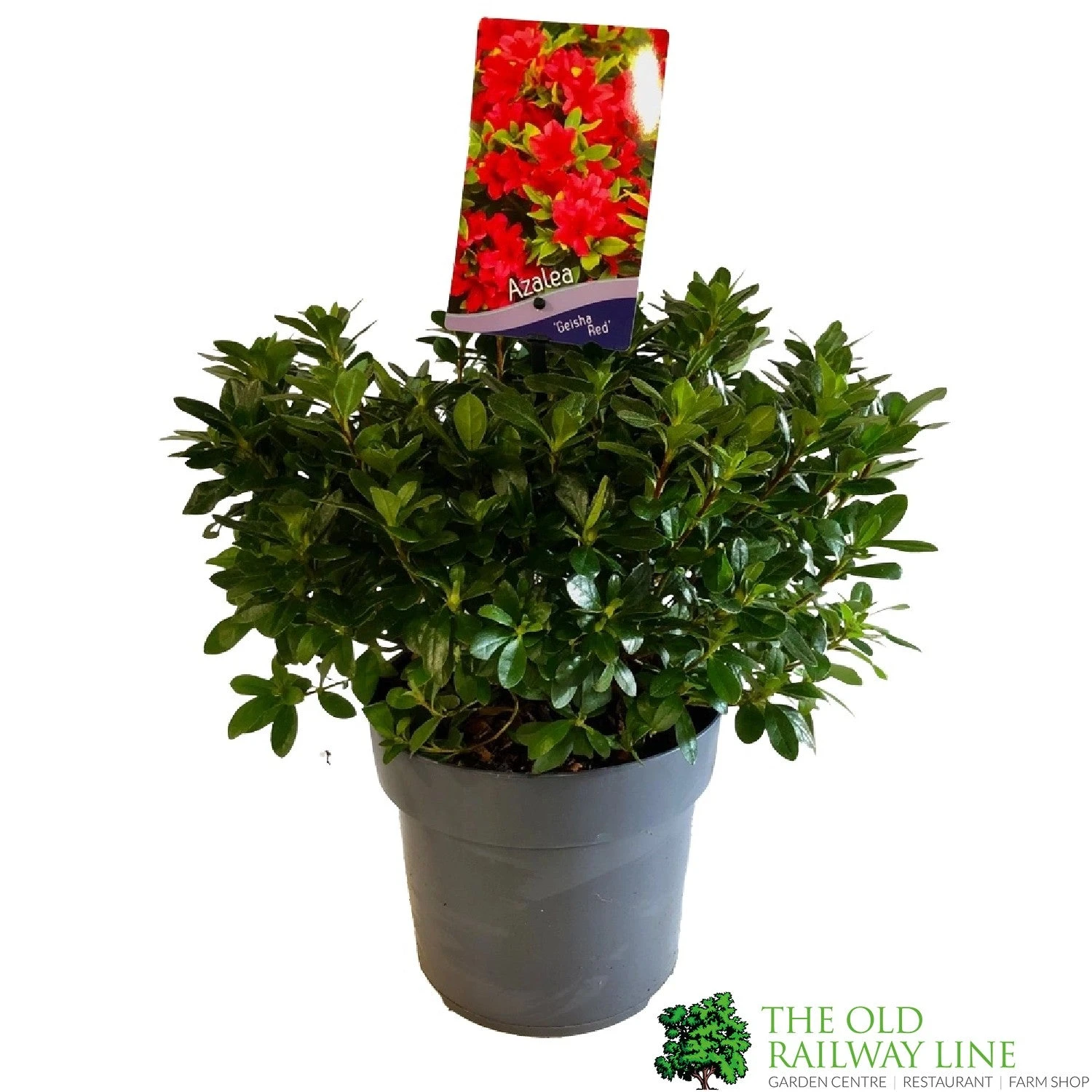 Azalea 'Geisha Red' Plant 3Ltr Pot (NL) 4 Azalea 'Geisha Red' Plant 3Ltr Pot (NL) - Image 2