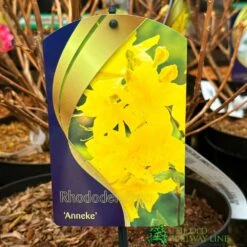 Rhododendron 'Anneke' 7.5Ltr Pot (NL)