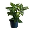 Aucuba Japonica 'Golden King' 2Ltr Pot (NL) 1 Aucuba Japonica 'Golden King' 2Ltr Pot (NL) -Garden Care Store 00002104
