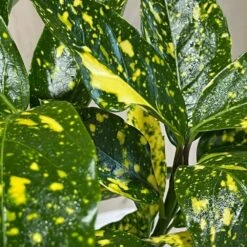 Garden Care Store -Garden Care Store 00002104 3