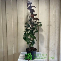 Corylus 'Red Majestic' Hazel Tree 70cm Tall (NL) 7 Corylus 'Red Majestic' Hazel Tree 70cm Tall (NL) -Garden Care Store 00002653 2