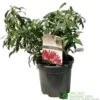 Pieris 'Forest Flame' 2Ltr Pot (NL) -Garden Care Store 00002656
