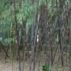 Phyllostachys 'Nigra' Bamboo 2m Tall (NL) -Garden Care Store 00002659 3f58289f 6442 4c17 9d56 e1c1c39f4c38