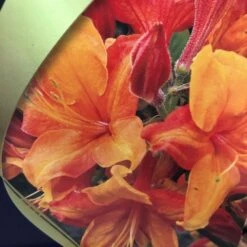 Azalea (Deciduous) 'Golden Eagle' 7.5Ltr Pot (NL) -Garden Care Store 00002759 2