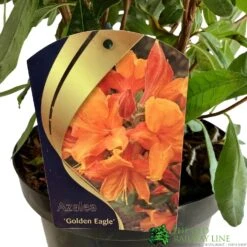 Azalea (Deciduous) 'Golden Eagle' 7.5Ltr Pot (NL) -Garden Care Store 00002759
