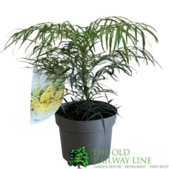 Mahonia 'Soft Caress' 3Ltr Pot (NL)