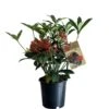 Skimmia Japonica 'Pabella' 1.5Ltr (NL) -Garden Care Store 00003295