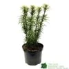 Cephalotaxus 'Korean Gold' Plum Yew Conifer 40cm Tall (NL) -Garden Care Store 00003296