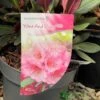 Rhododendron 'Wine & Roses' 3Ltr Pot (NL) -Garden Care Store 00003895 2