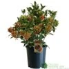 Skimmia Japonica 'Pabella' 4Ltr Pot (NL) -Garden Care Store 00004158