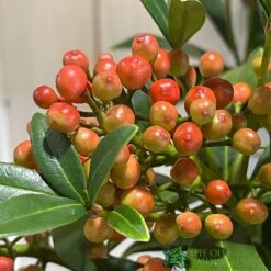 Skimmia Japonica 'Pabella' 4Ltr Pot (NL) 7 Skimmia Japonica 'Pabella' 4Ltr Pot (NL) -Garden Care Store 00004158 3