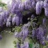 Wisteria Sinensis 'Prolific' Climber 7.5 Ltr Pot (NL) -Garden Care Store 00004785 a5d783ef 7206 4787 8d92 6f2c74dd9444