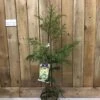 Cryptomeria 'Barabits Gold' Conifer5Ltr Pot (NL) 2 Cryptomeria 'Barabits Gold' Conifer5Ltr Pot (NL) -Garden Care Store 00005465