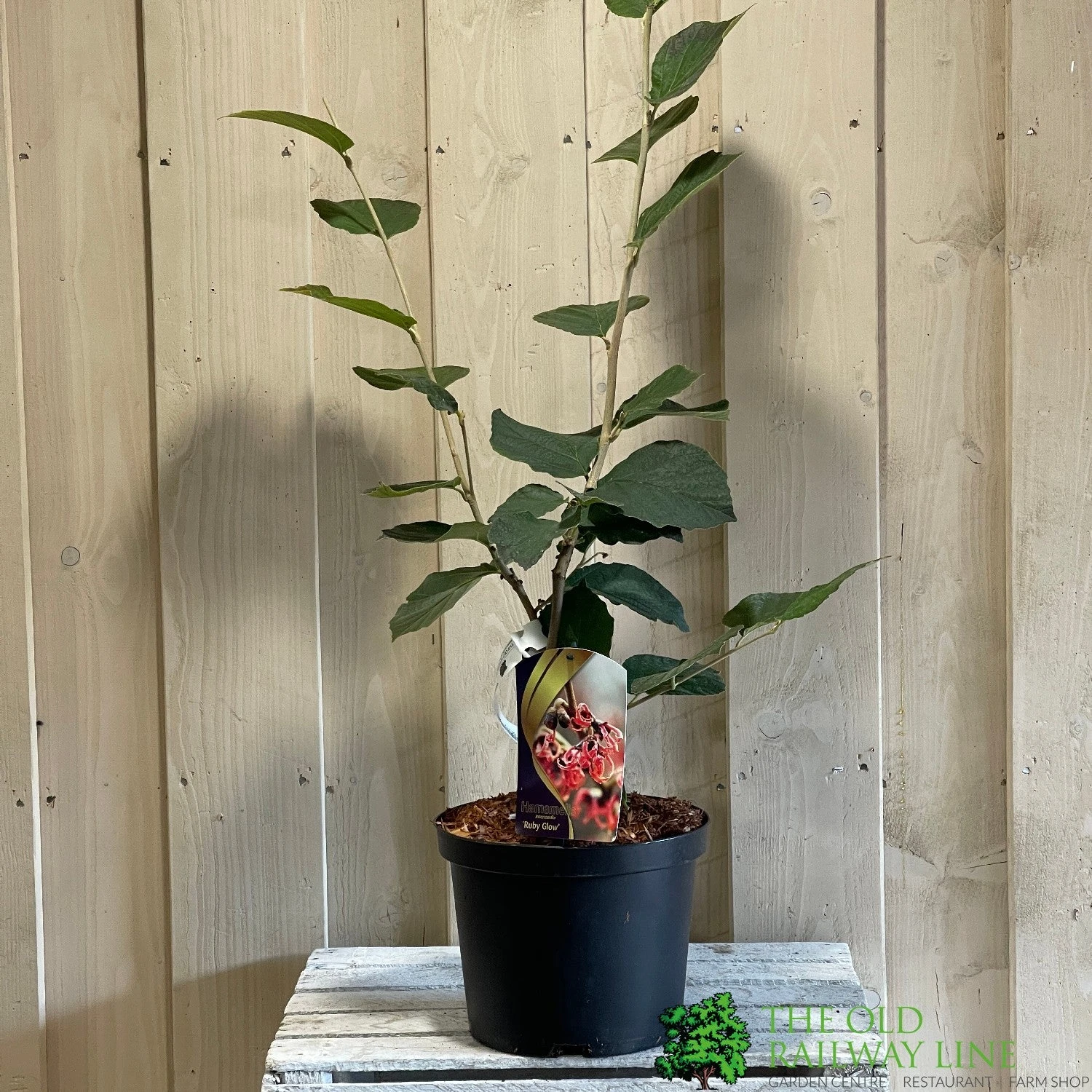 Hamamelis 'Ruby Glow' 5Ltr Pot (NL) 3 Hamamelis 'Ruby Glow' 5Ltr Pot (NL)