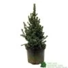 Picea 'Sanders Blue' Spruce Plant 3Ltr Pot (NL) -Garden Care Store 2000000675510 d1a785f9 e367 456d 83ae 983b2dd00a8b