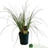 Cortaderia 'Pumila' 5Ltr Pot (NL) -Garden Care Store 30001104