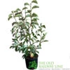 Magnolia 'Sunrise' Tree 50cm Tall (NL) -Garden Care Store 30136619