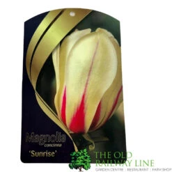 Magnolia 'Sunrise' Tree 50cm Tall (NL) -Garden Care Store 30136619 2