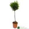 Olive Tree 'Olea Europaea' 1.7m Tall (NL) -Garden Care Store 30166459 ca1430f3 7a74 4a95 98d4 63ae0a692e57