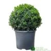 Buxus Ball 30cm Diameter Box Topiary Plant 7.5Ltr Pot -Garden Care Store 30167099