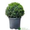 Buxus Ball Topiary Plant 22cm Pot 2 Buxus Ball Topiary Plant 22cm Pot -Garden Care Store 30167099 b7f09a39 ec25 4308 938a da09aa4eb021