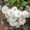 David Austin 'Adelaide D'Orleans' White English Rambling Rose