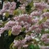 Prunus 'Kiku-Shidare Zakura' Tree 10Ltr Pot 1 Prunus 'Kiku-Shidare Zakura' Tree 10Ltr Pot -Garden Care Store 30181717