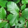 Common Beech Tree Fagus Sylvatica 15Ltr Pot 1 Common Beech Tree Fagus Sylvatica 15Ltr Pot -Garden Care Store 30190399
