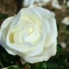 Whartons 'Silver Anniversary' Hybrid Tea White Rose Plant 3Ltr Pot