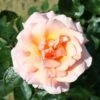 Peach Climbing Rose 'Compassion' 4Ltr Pot -Garden Care Store 5011622202234
