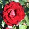 Whartons 'Dublin Bay' Climbing Rose Plant 4Ltr -Garden Care Store 5011622202265