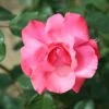 Whartons 'Galway Bay' Pink Climbing Rose 4Ltr Pot -Garden Care Store 5011622202319