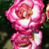 Pink Climbing Rose 'Handel' 4Ltr Pot -Garden Care Store 5011622202357