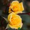 Whartons 'Laura Ford' Yellow Climbing Rose 4Ltr Pot -Garden Care Store 5011622202395