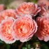 Whartons 'Flower Power' Peach Patio Rose 3Ltr 2 Whartons 'Flower Power' Peach Patio Rose 3Ltr -Garden Care Store 5011622202715 0de592ec 1913 4c15 86d7 ea81c9704953