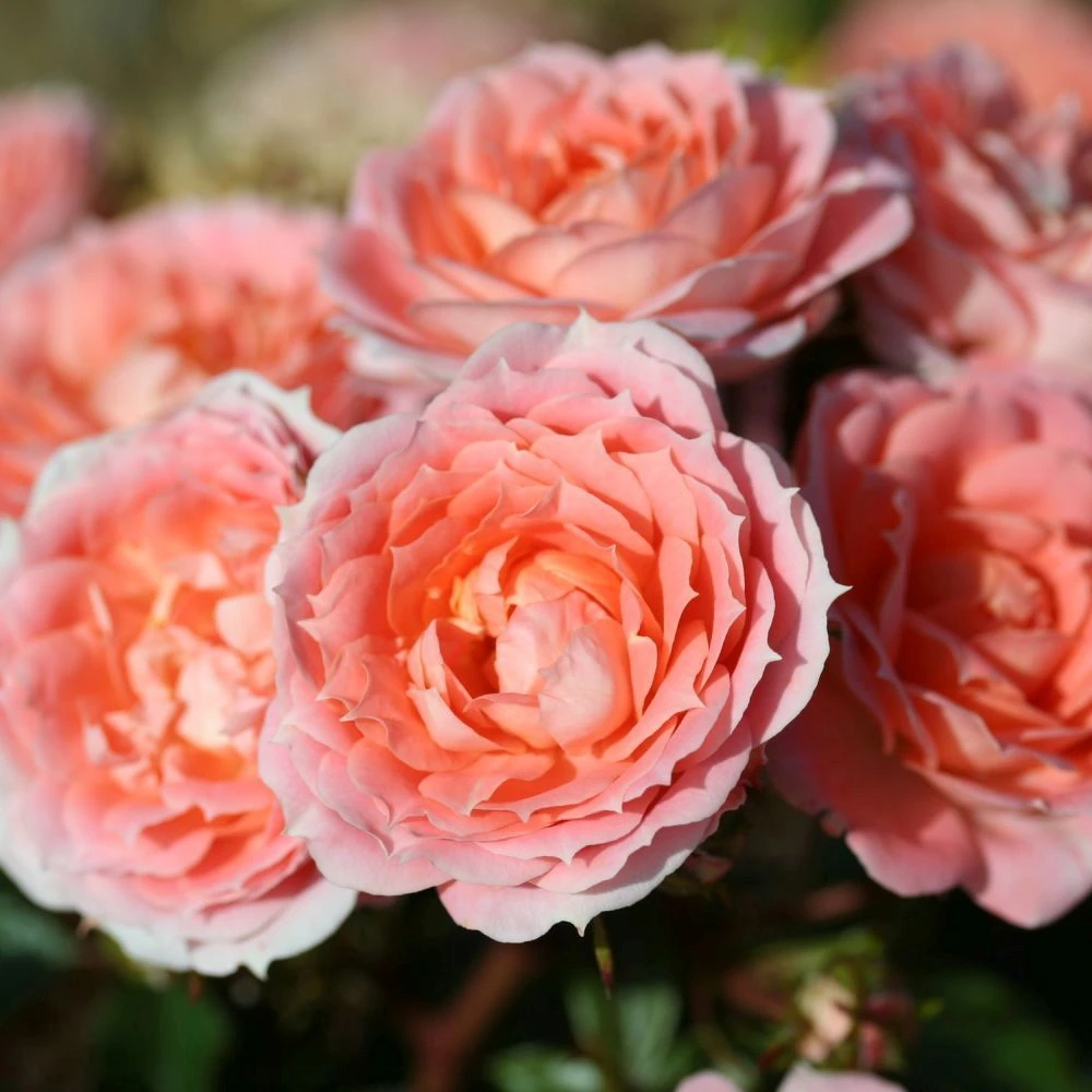Whartons 'Flower Power' Peach Patio Rose 3Ltr 3 Whartons 'Flower Power' Peach Patio Rose 3Ltr